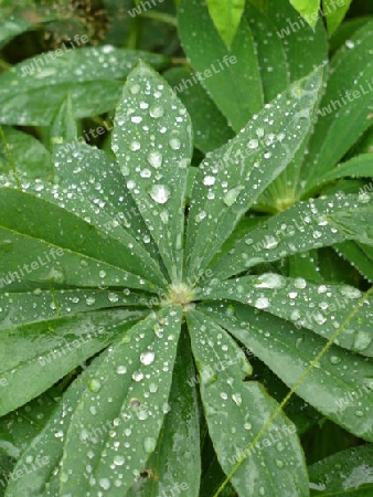 Lupine im Regen