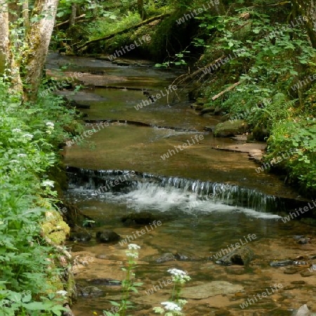 Bach im Bannwald P6150584