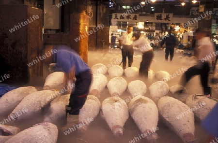 Tuna Fish at the Tsukiji Fishmarket in the City of Tokyo in Japan in Asia,