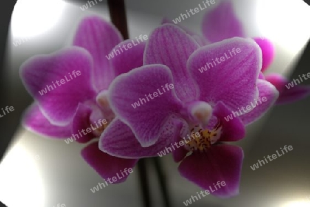 Orchidee