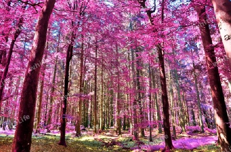 Beautiful pink and purple infrared panorama of a countryside landscape with a blue sky.