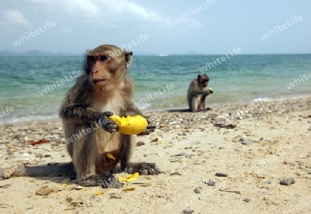 Wilde Affen auf der Monkey Island im Khao Sam Roi Yot Nationalpark am Golf von Thailand im Suedwesten von Thailand in Suedostasien. 