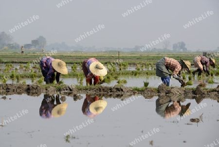 Rice farmers plant rice in a ricefield at the city of Nyaungshwe at the Inle Lake in the Shan State in the east of Myanmar in Southeastasia.