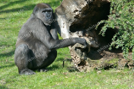 Gorilla