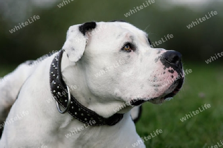 Dogo argentino Portrait