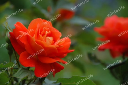 Orange-rote Rosen