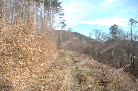 Waldweg