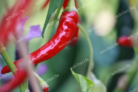 Chilli