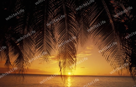 
Der Traumstrand mit Palmen und weissem Sand an der Insel Velavaru im Southmale Atoll auf den Inseln der Malediven im Indischen Ozean. 