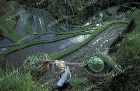 Die Reisfelder und Reisterrassen bei Tegalalang noerdlich von Ubud in Zentral Bali auf der Insel Bali in Indonesien.  