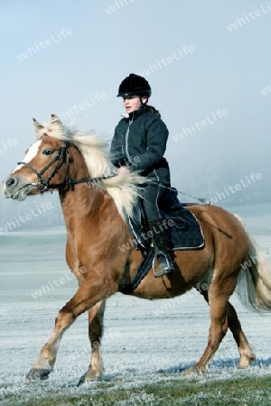 Haflinger im Galopp