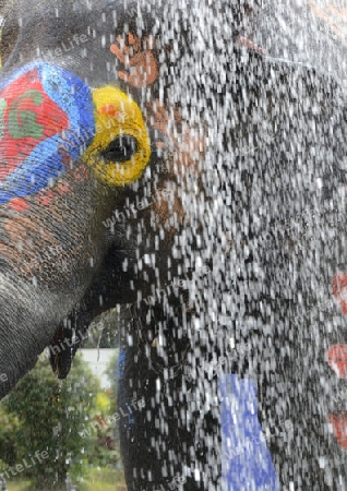 Das Songkran Fest oder Wasserfest zum Thailaendischen Neujahr ist im vollem Gange in Ayutthaya noerdlich von Bangkok in Thailand in Suedostasien.  