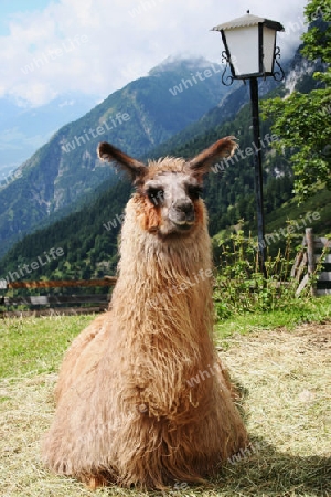 Lama