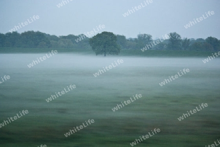 Baum im Nebel