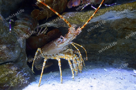 Natal Languste (Palinurus delagoae); Aquarienaufnahme, Kapstadt, West Kap, Western Cape, Suedafrika, Afrika