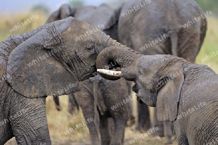 Elefant (Loxodonta africana) Halbwuechsige testen ihre Kraefte, Masai Mara, Kenia, Afrika