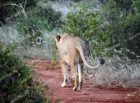 L?win, L?we, Raubkatze, Raubtier, Katze, in, Tsavo, Ost, Kenya, Kenia, Afrika