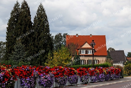 Blumendorf Beinheim im Elsass/Frankreich