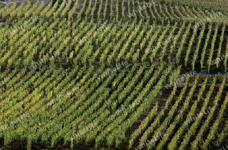 The wine Hills of  the village of Rorschwihr   in the province of Alsace in France in Europe