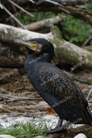 Kormoran, Phalacrocorax carbo