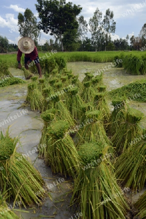 Reisfelder und Landwirtschaft in der Provinz Amnat Charoen nordwestlich von Ubon Ratchathani im nordosten von Thailand in Suedostasien.