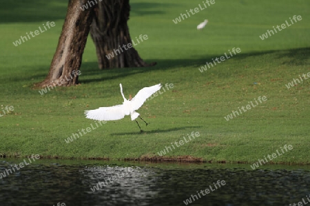 Ein Vogel