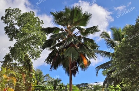 Beautiful palm trees at the beach on the tropical paradise islands Seychelles