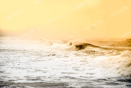 Coast in Vorupoer Denmark