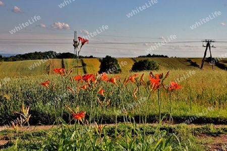 Sommer