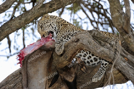 Leopard (Panthera pardus) frisst erbeutets Gnu, Streifengnu, Wei?bartgnu (Connochaetes taurinus), auf einem Baum. Masai Mara, Kenia