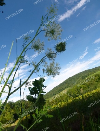 Doldenbl?ten gegen blauen Himmel