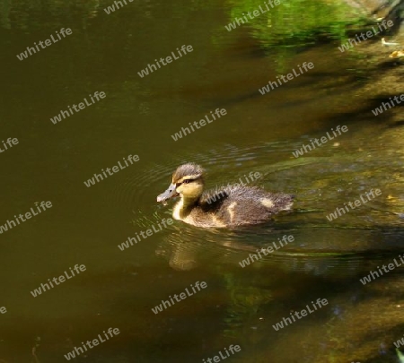 Duckling