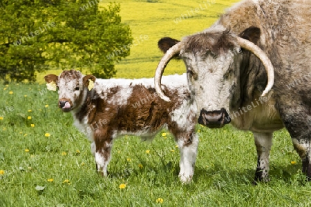 Longhorn Rinder im Fr?hling in der Eifel