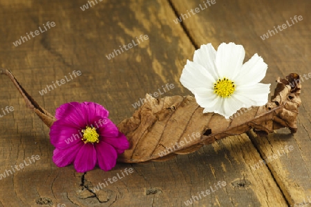 Cosmea Weiss und Pink mit Kastaniienblatt