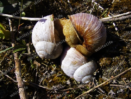 Schnecken