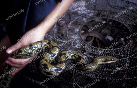 a animal market in the city of Shenzhen north of Hongkong in the province of Guangdong in china in east asia. 