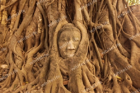 Ein in einem Baum eingeflechteter Steinkopf im Wat Phra Mahathat Tempel in der Tempelstadt Ayutthaya noerdlich von Bangkok in Thailand