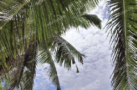 Beautiful palm trees at the beach on the tropical paradise islands Seychelles