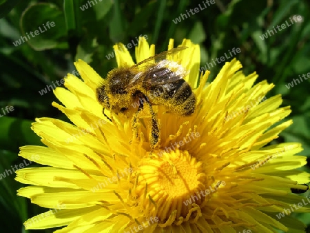 Honigbiene mit Pollen bedeckt