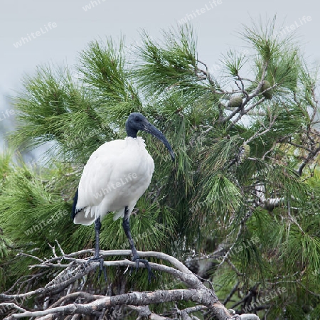 Ibis