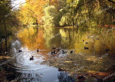 Enten am See