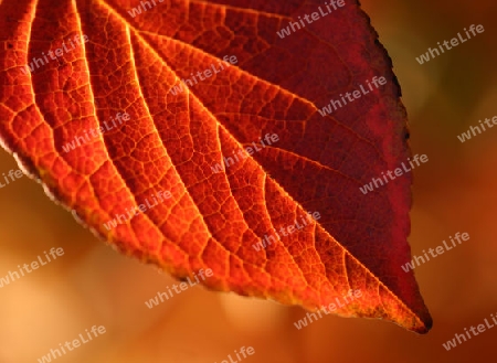 Herbstblatt