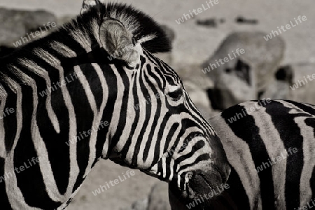 Zebra aus Africa