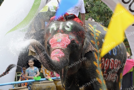 Das Songkran Fest oder Wasserfest zum Thailaendischen Neujahr ist im vollem Gange in Ayutthaya noerdlich von Bangkok in Thailand in Suedostasien.  