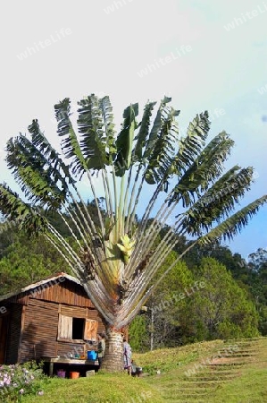 Baum des Reisenden - Ravenala madagascariensis