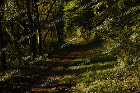 Waldweg