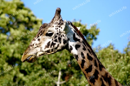 Giraffe