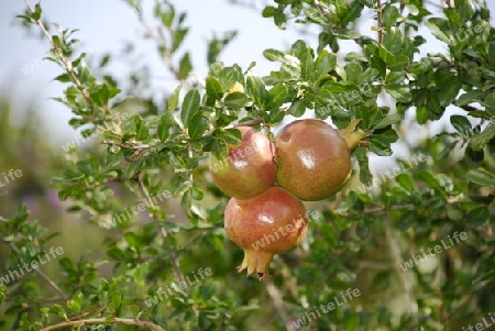 Pomegranates