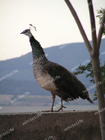 pfau im Burg