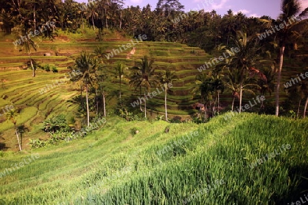 Asien, Suedost, Indonesien, Bali, Insel, Zentral Bali, Tegalalang, Reisterrassen, Wirtschaft, Landwirtschaft, Landschaft,   (Urs Flueeler) 